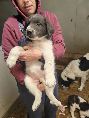 Ciobanesc de Bucovina  - imagine 4