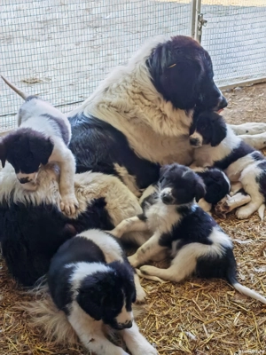 Ciobanesc de Bucovina  - imagine 5