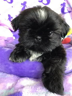 Bichon havanez superb 