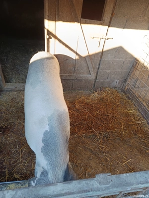 porc de sacrificat  - imagine 3