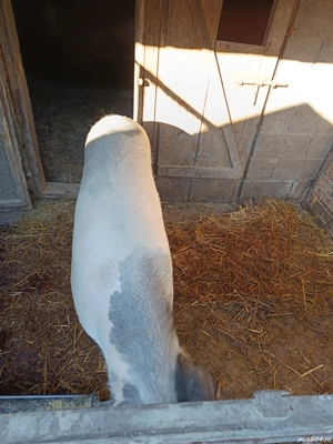 porc de sacrificat  - imagine 4