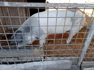 porc de sacrificat  - imagine 2