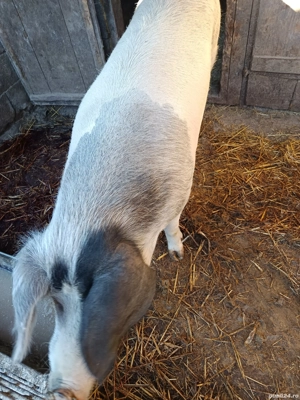 porc de sacrificat  - imagine 5