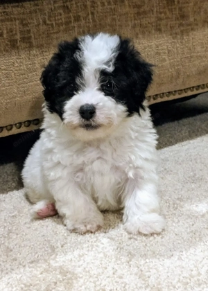 Bichon havanez 450 lei