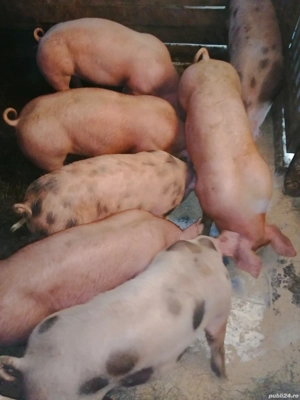 De vânzare, șoldani 40-50 kg