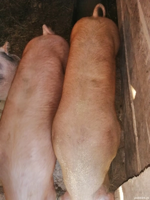 De vânzare, șoldani 40-50 kg - imagine 2