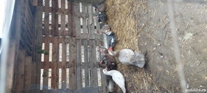 Rate mute  - imagine 2