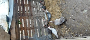 Rate mute  - imagine 5