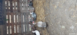 Rate mute  - imagine 3