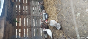 Rate mute  - imagine 4