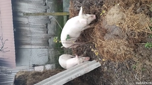 oii capre disponibile - imagine 2