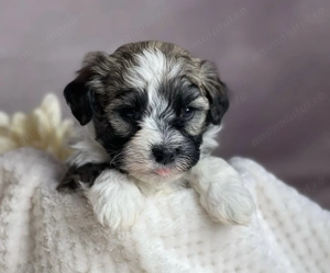 Bichon havanez 650 lei - imagine 2