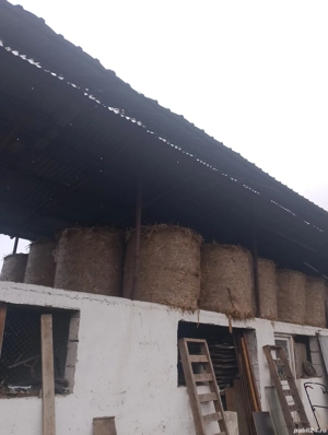 Baloți tocătură  - imagine 2