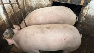 Vând porci marele alb - imagine 3