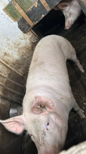 Vând porci marele alb