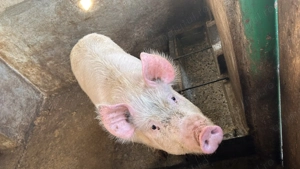 Vând porci marele alb - imagine 2
