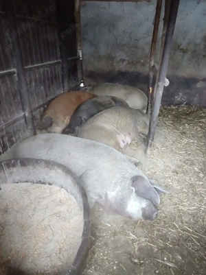 Porci de vanzare - imagine 2