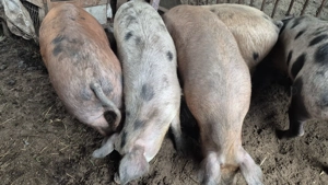 Vând porci 110- 130 kg 