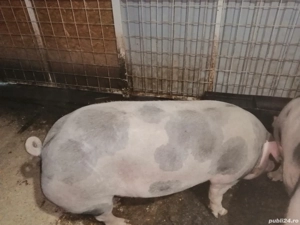 De vânzare, 170-180kg  - imagine 2