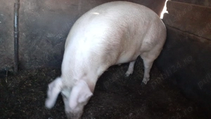 Vând porc 300  kg rasă Landrace - imagine 4