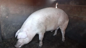Vând porc 300  kg rasă Landrace - imagine 2