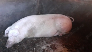 Vând porc 300  kg rasă Landrace - imagine 3