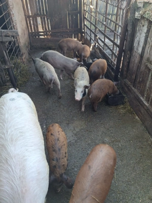 Purcei de vanzare varsta 3 luni - imagine 5