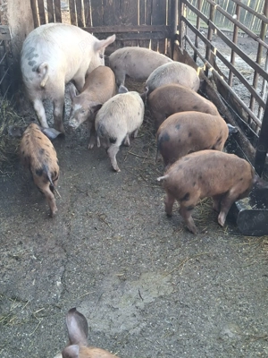 Purcei de vanzare varsta 3 luni - imagine 3