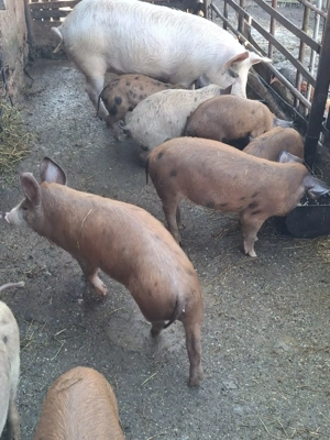 Purcei de vanzare varsta 3 luni