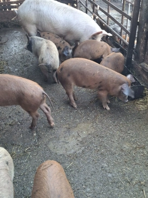 Purcei de vanzare 3 luni - imagine 3