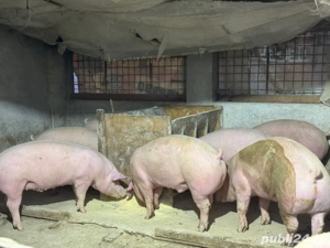 Porci De Vanzare De Carne 12 lei 