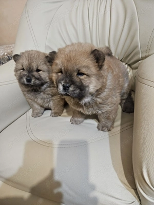 Chow Chow drăgălași - imagine 2