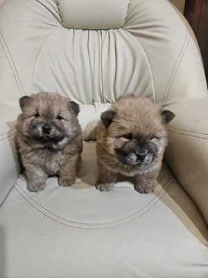 Chow Chow drăgălași