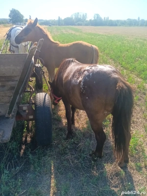 Ponei Armăsar  - imagine 2