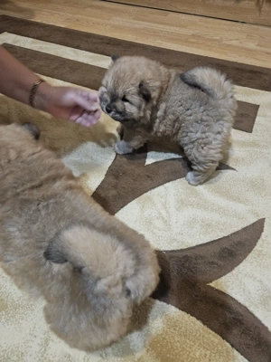 Chow Chow drăgălași - imagine 6