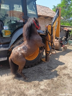 Ponei Armăsar  - imagine 3