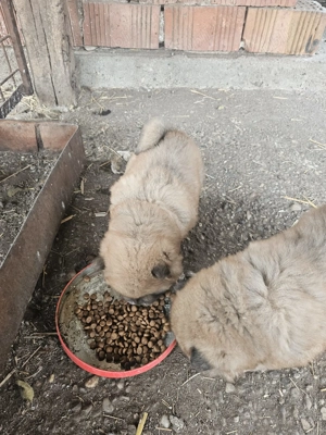 Chow Chow drăgălași - imagine 5