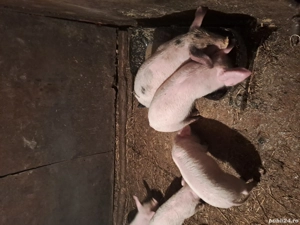 vând  purceii - imagine 2