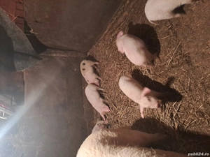 vând  purceii - imagine 3