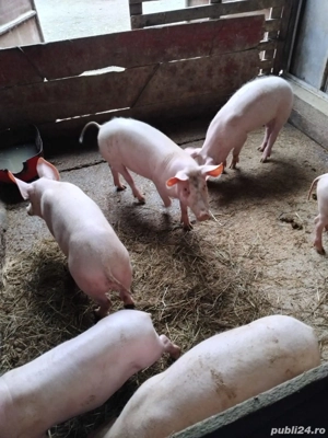 Vând purcei  - imagine 2