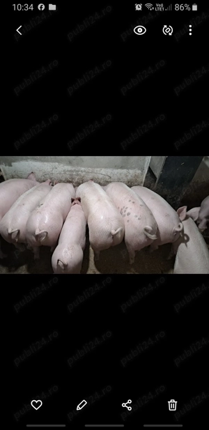 Porci de vânzare între 60 140 kg crescuți #natural  - imagine 4