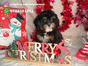 Vand Cavapoo black and tan F1 - imagine 2