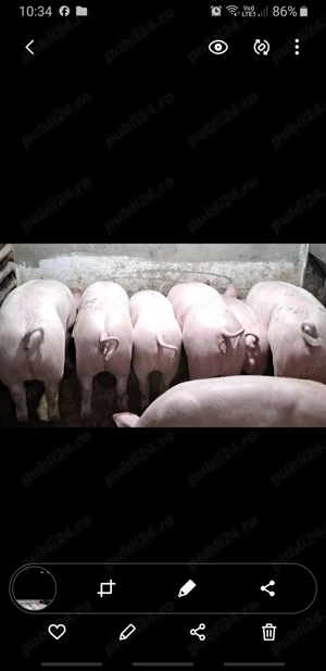 Porci de vânzare între 60 140 kg crescuți #natural  - imagine 3