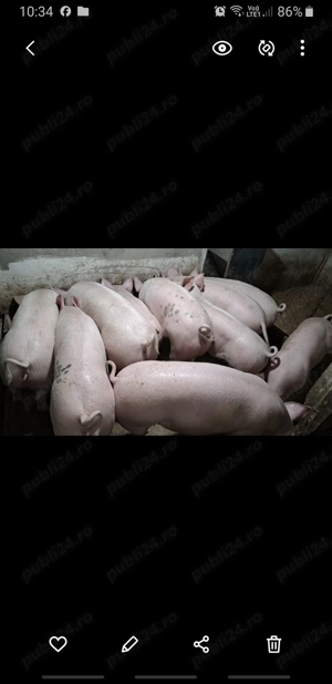 Porci de vânzare între 60 140 kg crescuți #natural  - imagine 2