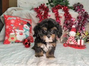 Vand Cavapoo black and tan F1 - imagine 4