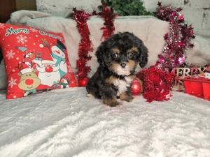 Vand Cavapoo black and tan F1 - imagine 5