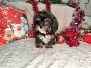 Vand Cavapoo black and tan F1 - imagine 3