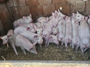 vând 24 purcei 10-11 săptămâni rasa marele alb cu pic de carne 15 mascul 9 femele 