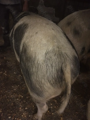 Vând porci pt sacrificat crescuți natural cu greutate 160-180 kg. - imagine 3
