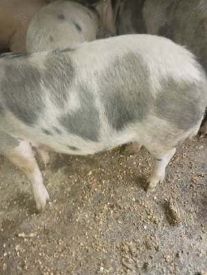 Vând porci pt sacrificat crescuți natural cu greutate 160-180 kg. - imagine 2